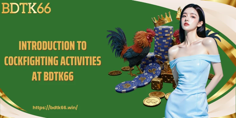 introduction-to-cockfighting-activities-at-bdtk66